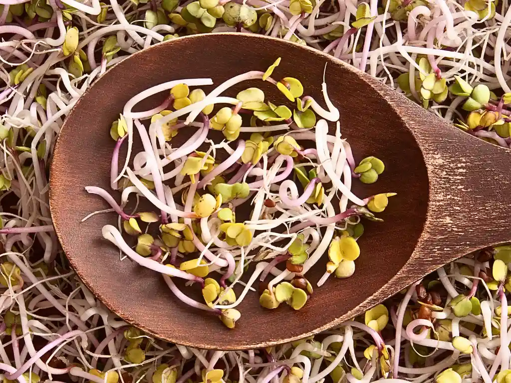 🥣 Quinoa 101: The Tiny Supergrain That Does Everything ✨ 3 Sprouted quinoa